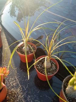 Ponytail Palm plant (Beaucarnea recurvata)