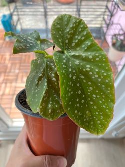 Poka dot begonia