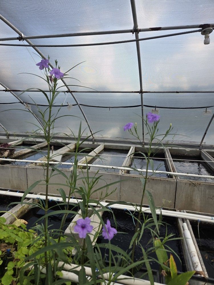Pond Plants Dwarf Bluebell