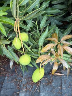 Mangos en San Bernardino $8 la libra