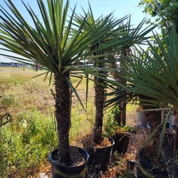 Spanish Dagger Yucca Palmas 