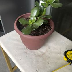 Jade Plant