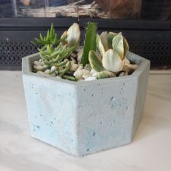 Succulent