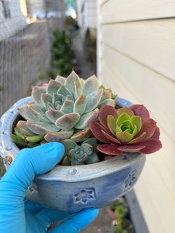 Succulent plant with pot