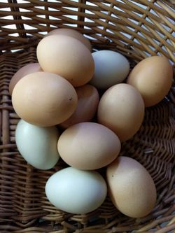 Free range organic eggs