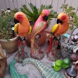 Parrot For Sale
