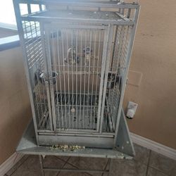 Cage Bird African Grey 
