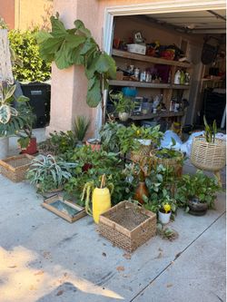 Live indoor plants
