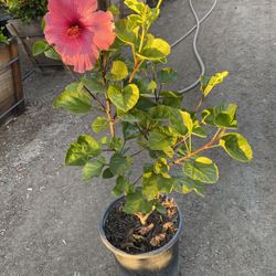 Pink Hibiscus