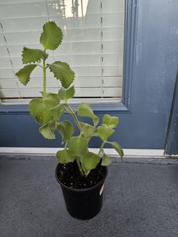 Cuban Oregano for sale