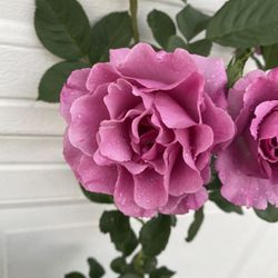 Rose Bush Plant, In 5 Gallons Pot Pick Up Only