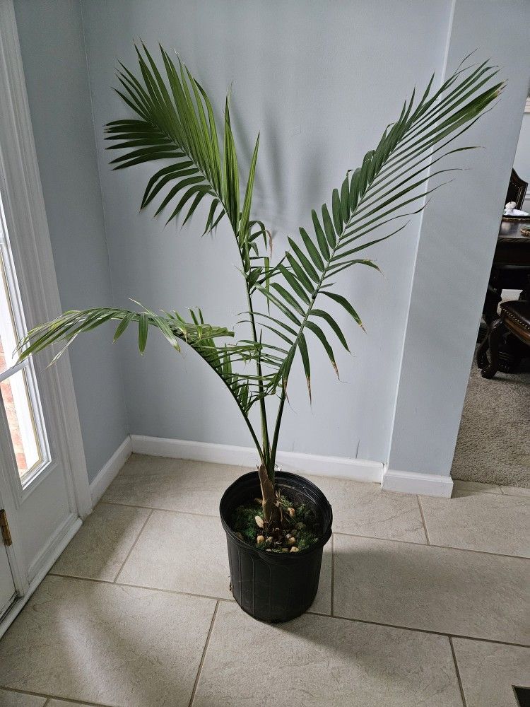 PALM.   PALMA 