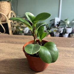 Peperomia 