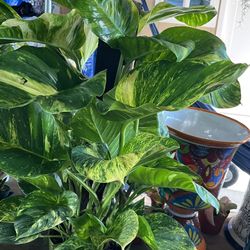 Hawaian Pothos In 12” Pots $90 Each 
