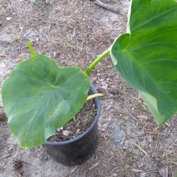 Elephant Ear Plant