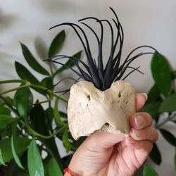 Vertebrae & Air plant