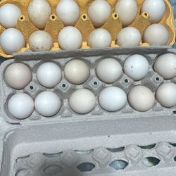 Chicken Eggs