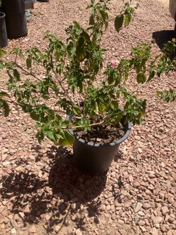 Lantana  rosita 5gl