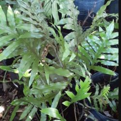 Native Florida Fern Landscape Plant Potted Plant