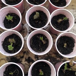 READY TO PLANT STRAWBERRY PLANTS 
