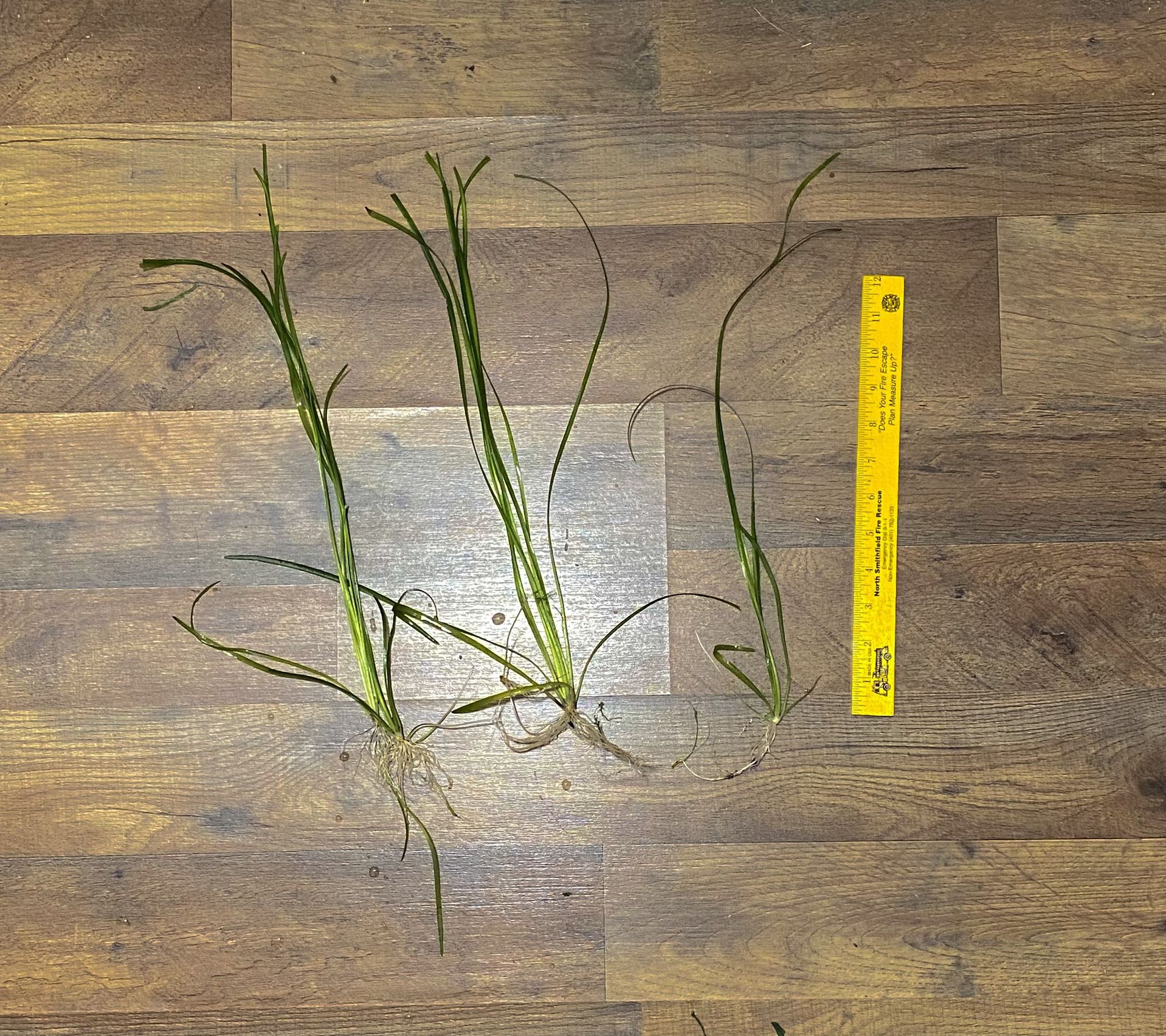 Jungle Vallisneria Aquarium Plant