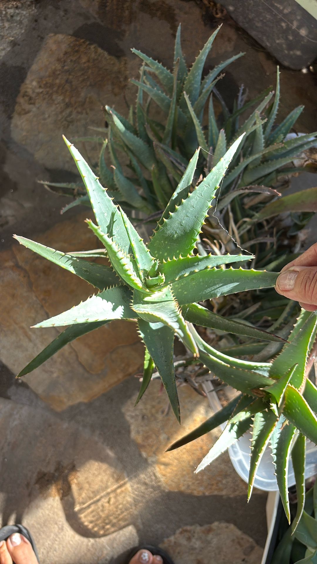 Succulent