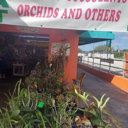 2/26/22 This Weekend Selection At Jason's Local Garden Located In New River Grove In Davie 