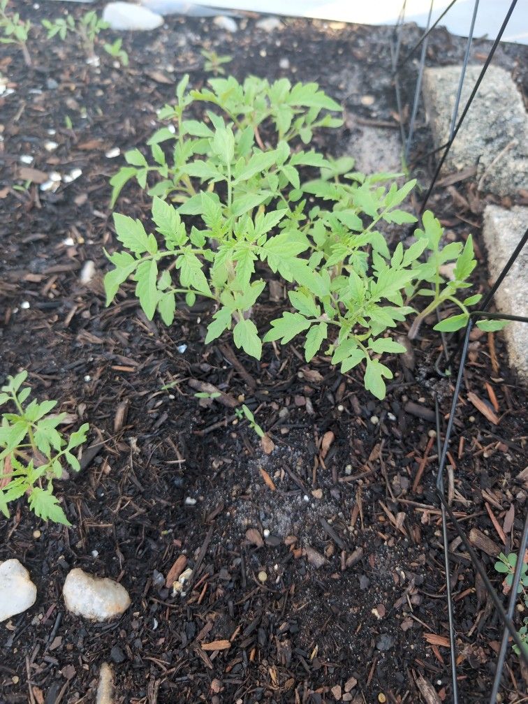 Tomato Plants