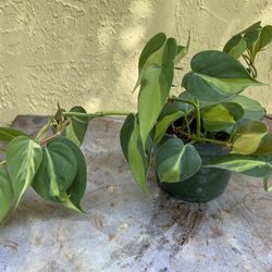 Philodendron Brazil