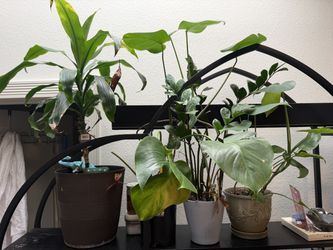 4 large potted plants $75