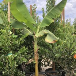Banana Tree