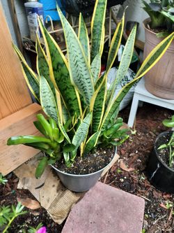 Sansevieria, o lengua de suegra en 3 galones