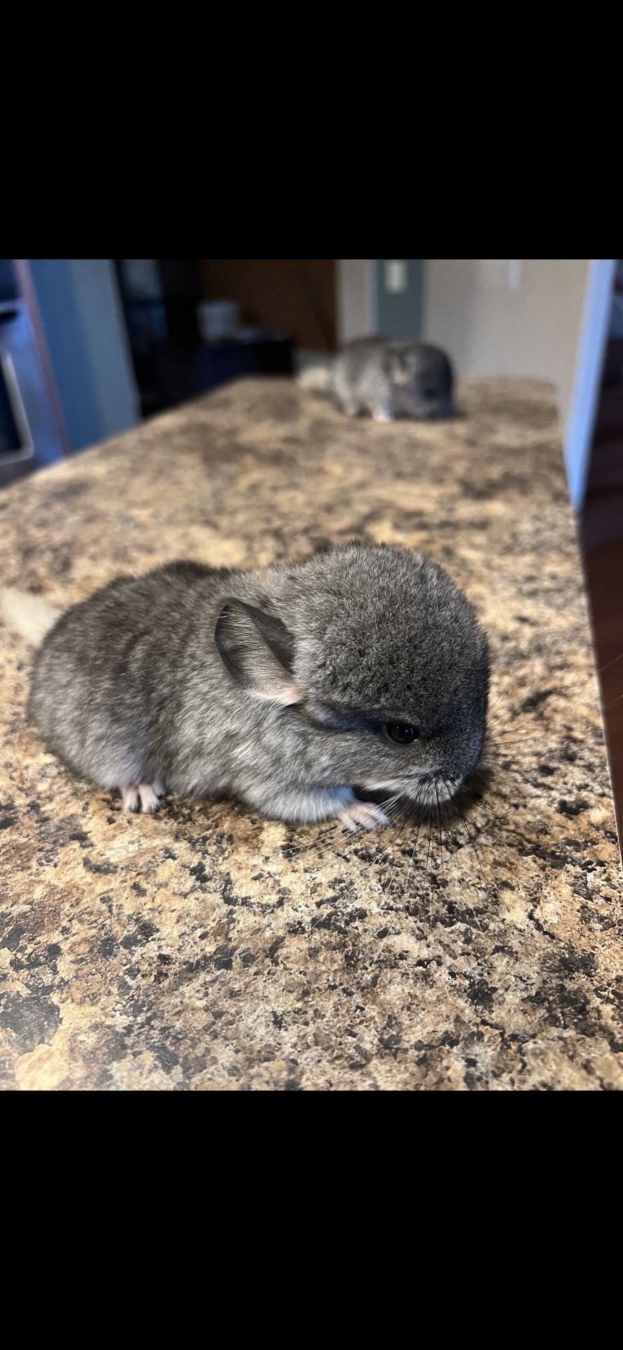 Chinchilla Babies 300 Ea
