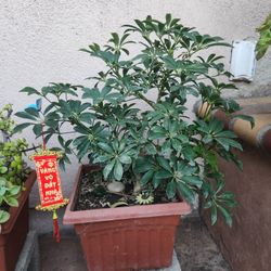 Chậu Ngũ Da Bì Hawaiian Phong Thủy Đẹp
🎋💕

Beautiful Hawaiian Schefflera Plant💕