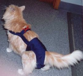Joybie's Small Cat Diaper, BRAND NEW