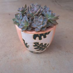 Succulent Arrangement