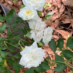 Drift Roses / 3 Gallons Pots