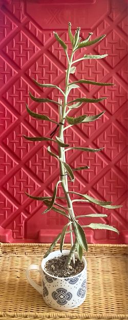 Kalanchoe tubiflora 'Mother of Millions'