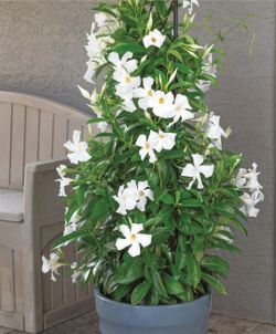 MANDEVILLA
