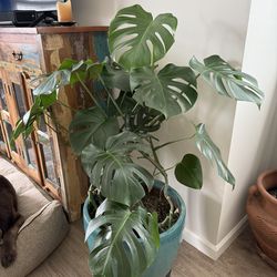 Potted Monstera Plant