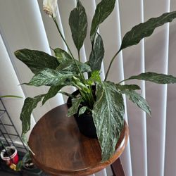 Big Variegated  Peace Lily 
