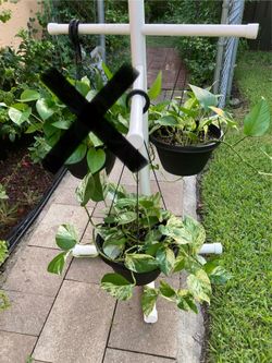 *$15 EACH* Hanging Planter w/ Pothos Plants | Marble / Snow Queen & Jade Pothos Vine