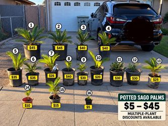 Sago Palms $5-45