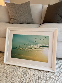 Framed Coastal Bird Photography
