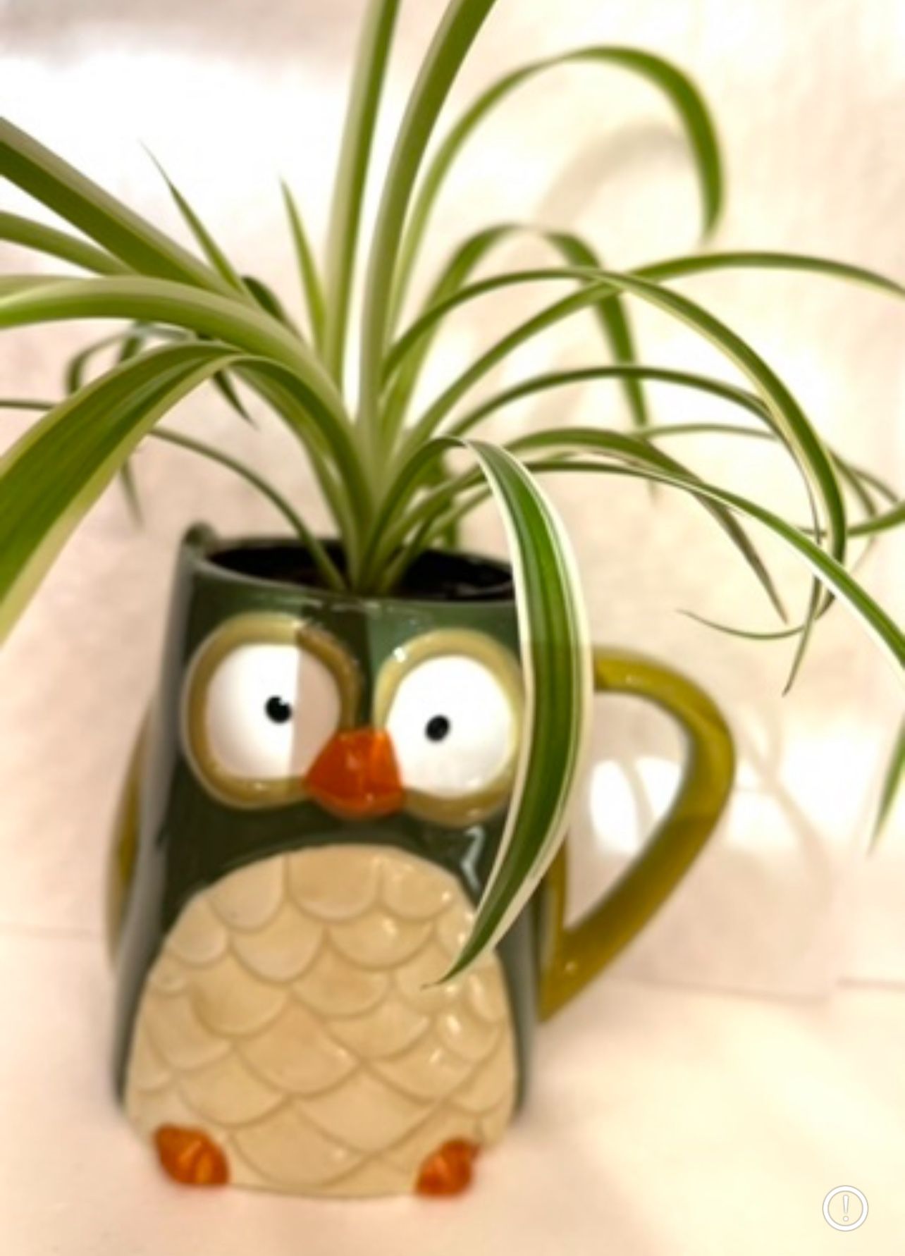 Spider House Plant In Cute 4.5"H New Cup.