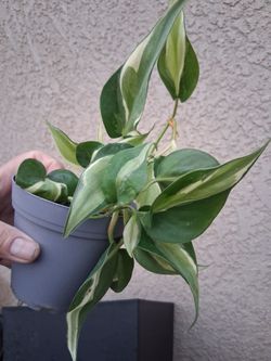 Philodendron RIO Plant $13