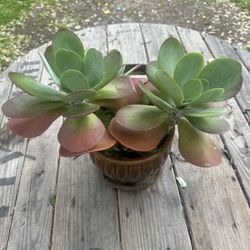 Flap Jack Succulent 