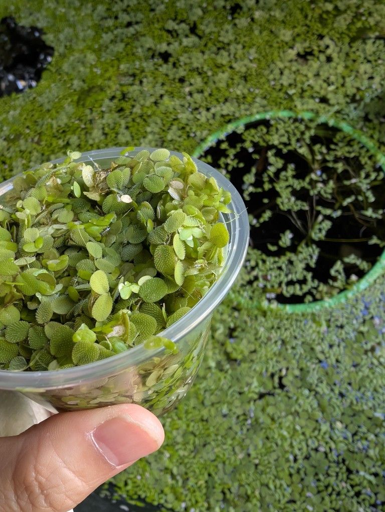 Salvinia / Duckweed Aquatic Fish Tank Pond Plants