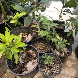 Small Fruit Tree Or Flowers Only $10