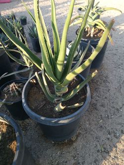 Aloe Tree Benensii